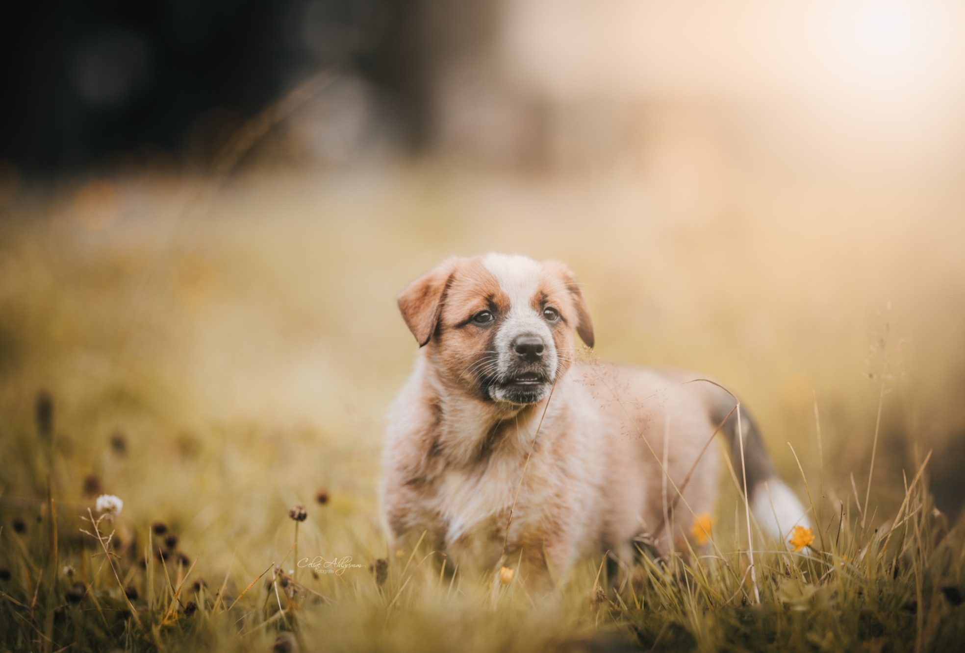 Hundewelpe im hohen Gras im Sonnenlicht