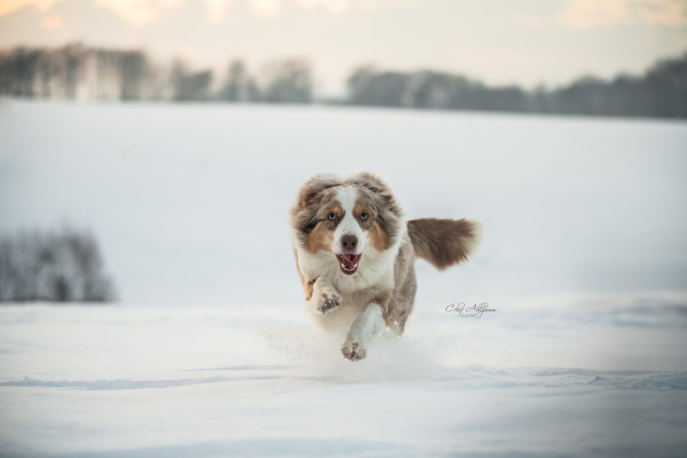 Australian Shepherd im Schnee in Kürten Bechen