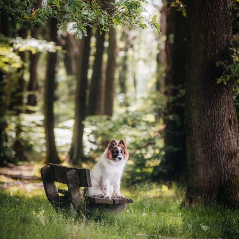 Elo Hund auf einer Bank im Wald