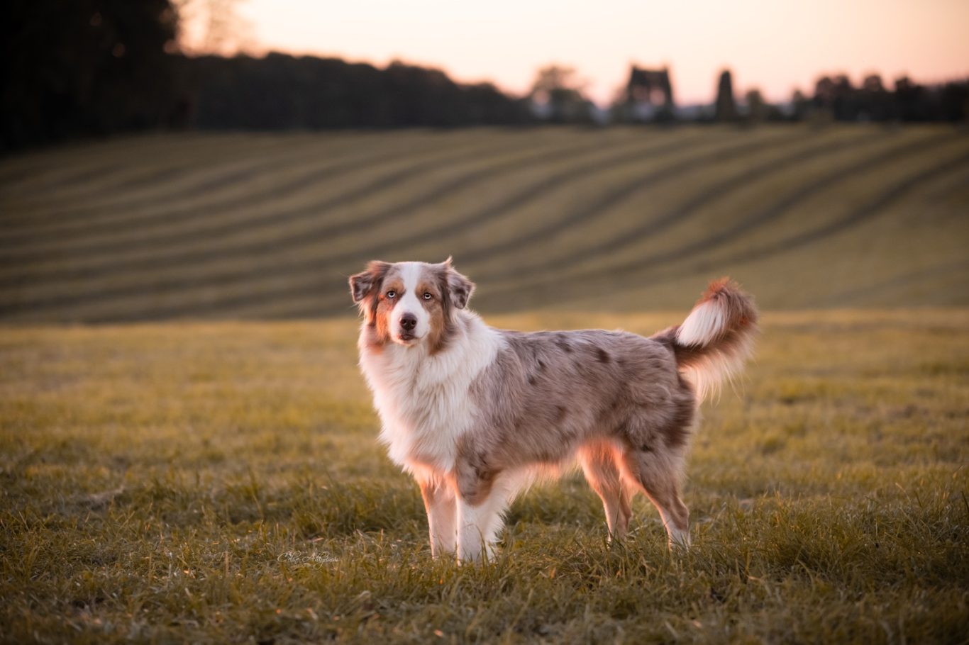 Australian Shepherd im Sonnenuntergang in Kürten Bechen
