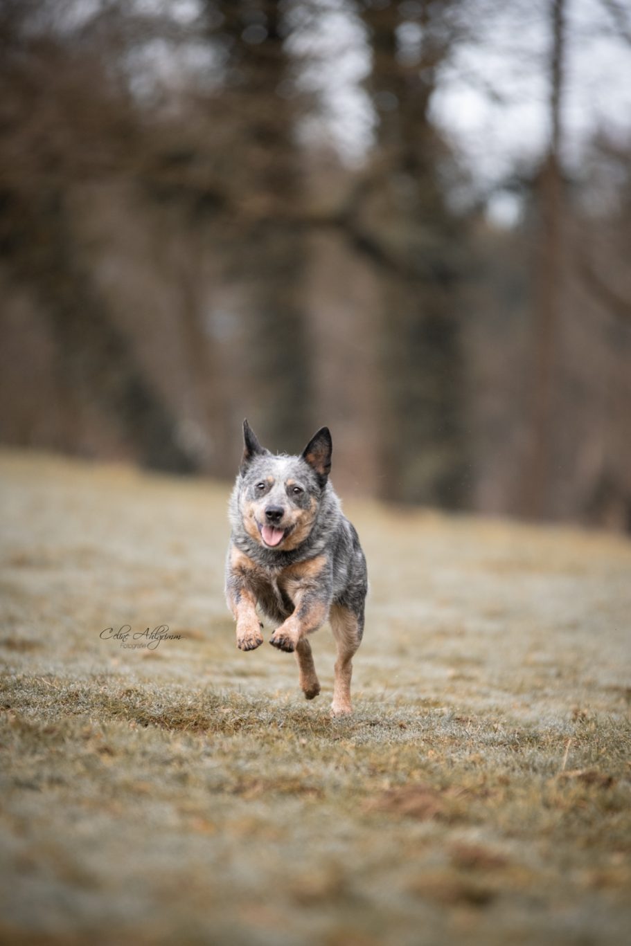 Australian Cattle Dog bei Gestüt Hausgrund in Lindlar
