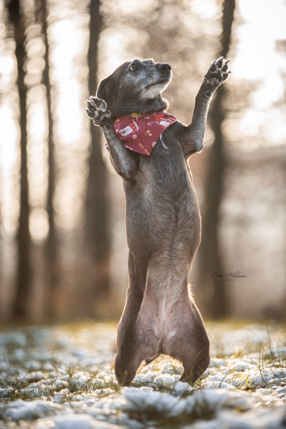 Hund macht Männchen Im Wald in Kürten Olpe