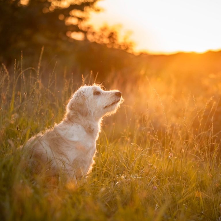 Golden Doodle im Sonnenuntergang