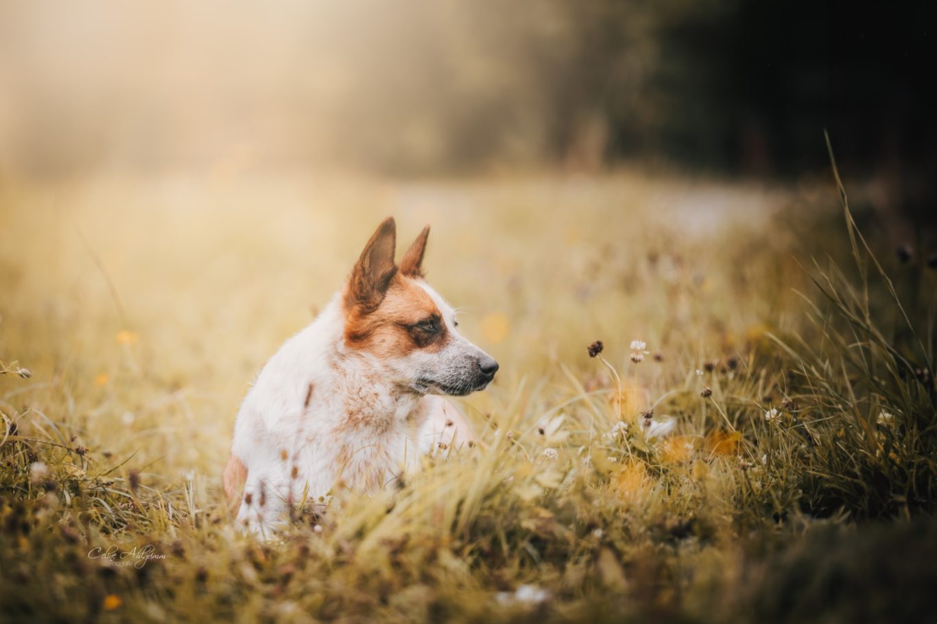 Australian Cattle Dog im Gras in Lindlar