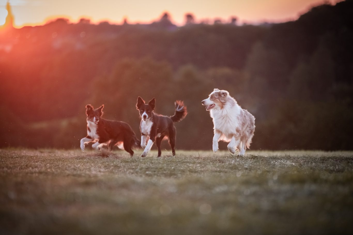 Hütehunde im Sonnenuntergang in Kürten Bechen