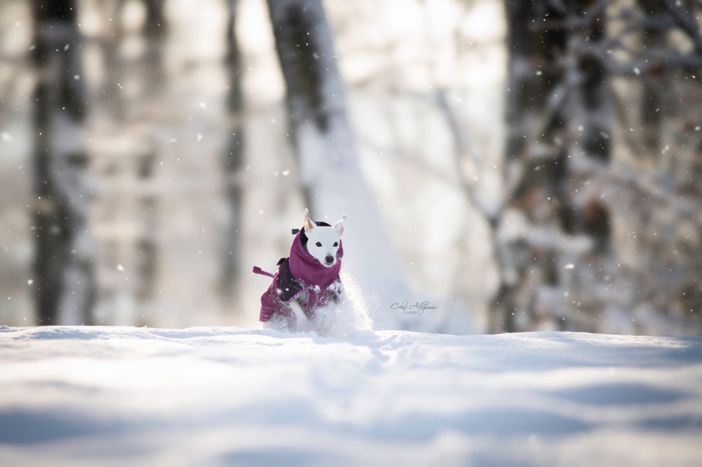 Weißer Hund im Schnee in Kürten Bechen