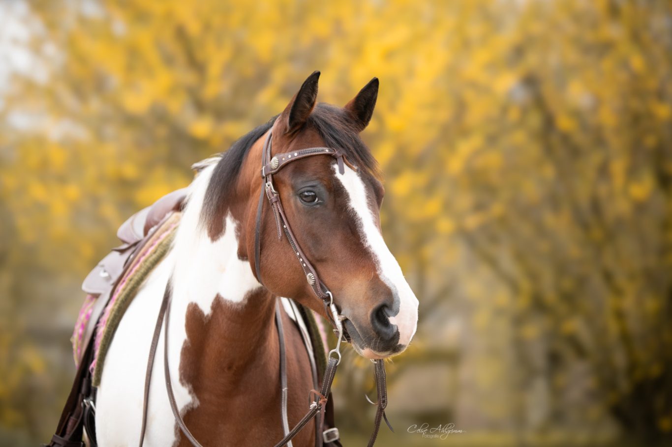 Westernpferd in Odenthal