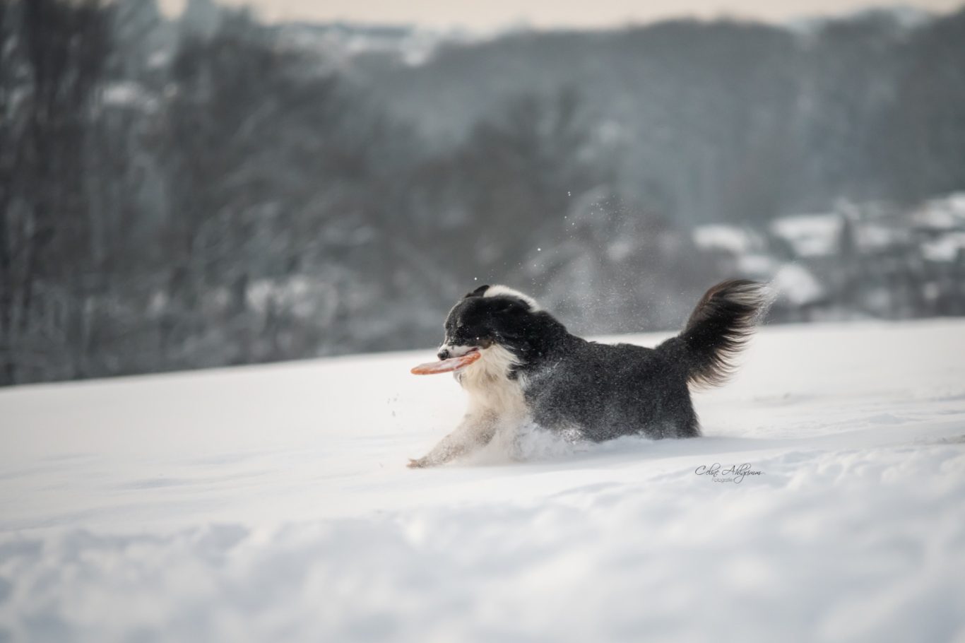 Australian Shepherd im Schnee in Kürten Bechen